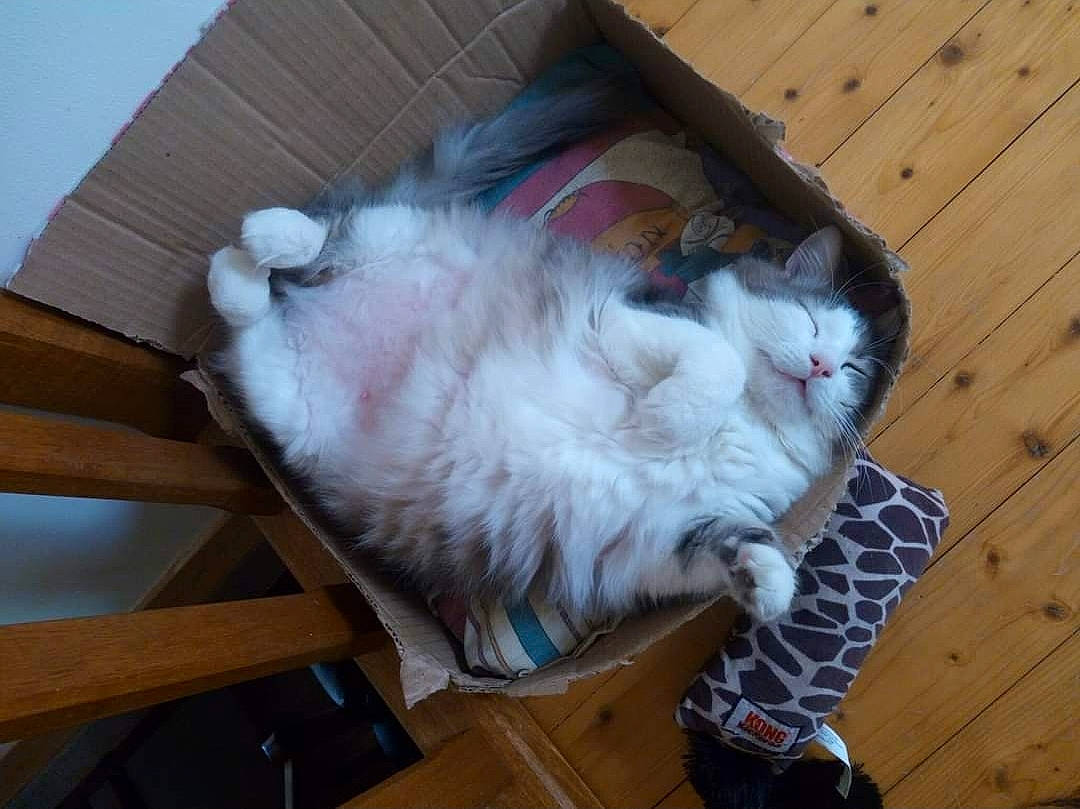 Minaou participe au concours pour gagner de l'argent avec cette photo : carnivore, cat, claw, comfort, companion_dog, domestic_short_haired_cat, felidae, flooring, fur, hardwood, lap, paw, plank, small_to_medium_sized_cats, tail, varnish, whiskers, wood, wood_flooring, wood_stain