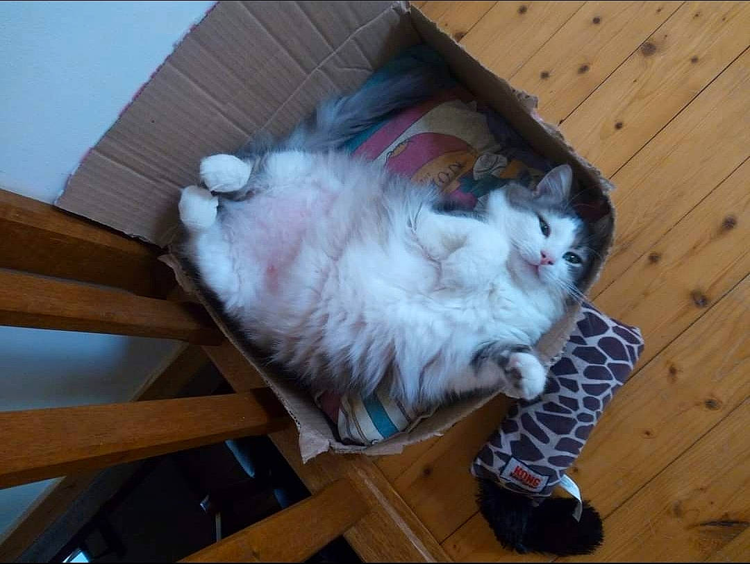 Minaou participe au concours pour gagner de l'argent avec cette photo : carnivore, cat, comfort, companion_dog, domestic_short_haired_cat, felidae, flooring, foot, fur, hardwood, human_leg, laminate_flooring, lap, paw, small_to_medium_sized_cats, tail, whiskers, wood, wood_flooring, wood_stain