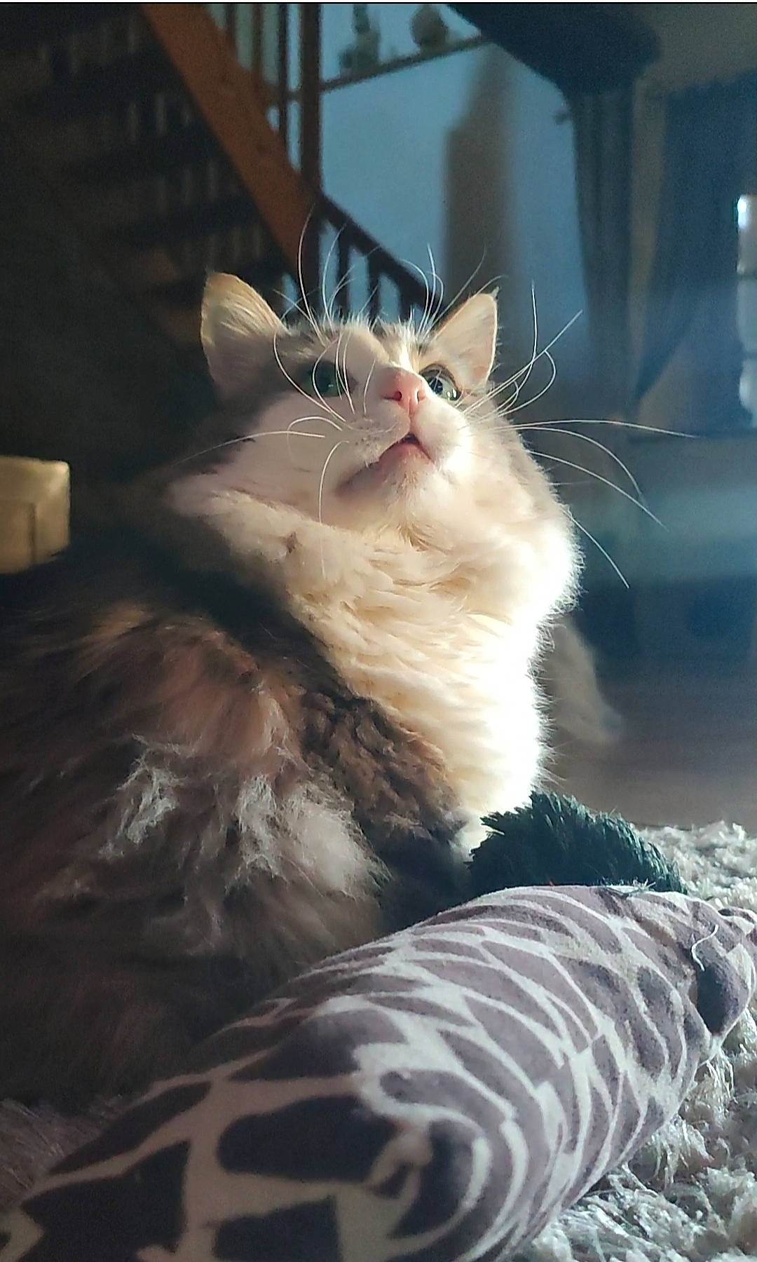 Minaou participe au concours pour gagner de l'argent avec cette photo : carnivore, cat, claw, comfort, darkness, domestic_short_haired_cat, fawn, felidae, foot, fur, human_leg, paw, small_to_medium_sized_cats, snout, tail, whiskers, window