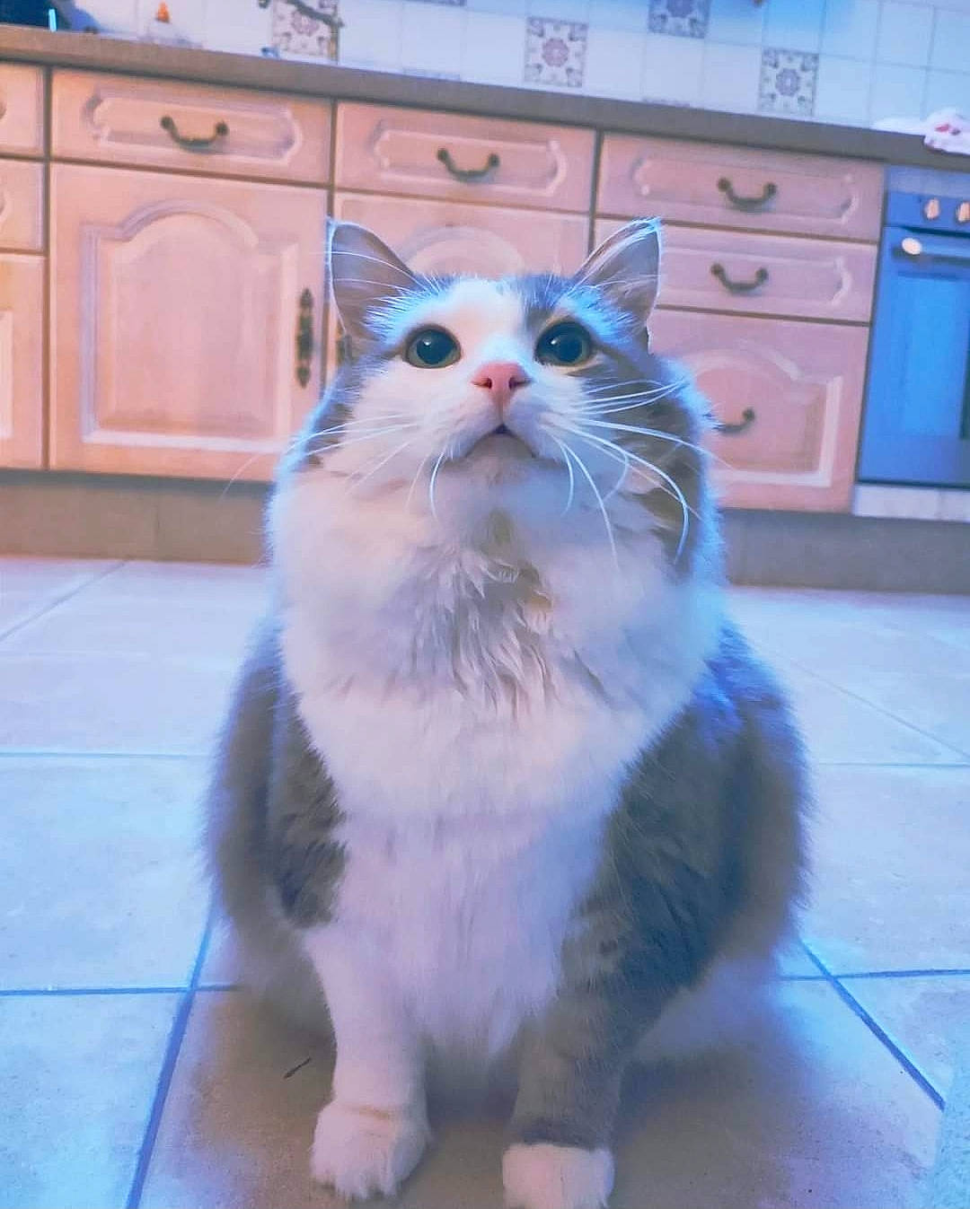 Minaou a rejoint le concours — aidez-le/la à gagner de superbes lots ! blue, cabinetry, carnivore, cat, cupboard, domestic_short_haired_cat, door, drawer, electric_blue, felidae, flooring, fur, paw, road_surface, sitting, small_to_medium_sized_cats, snout, tail, whiskers, window