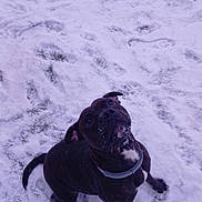 Tïaga a rejoint le concours — aidez-le/la à gagner de superbes lots ! dog, snow, outdoor, animal, pet, winter, playful, grass, collar, canine, black_dog, snowy_ground, looking_up, fur, mammal, nature, cold, cute, friendly, paw_prints