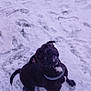 dog, snow, outdoor, animal, pet, winter, playful, grass, collar, canine, black_dog, snowy_ground, looking_up, fur, mammal, nature, cold, cute, friendly, paw_prints