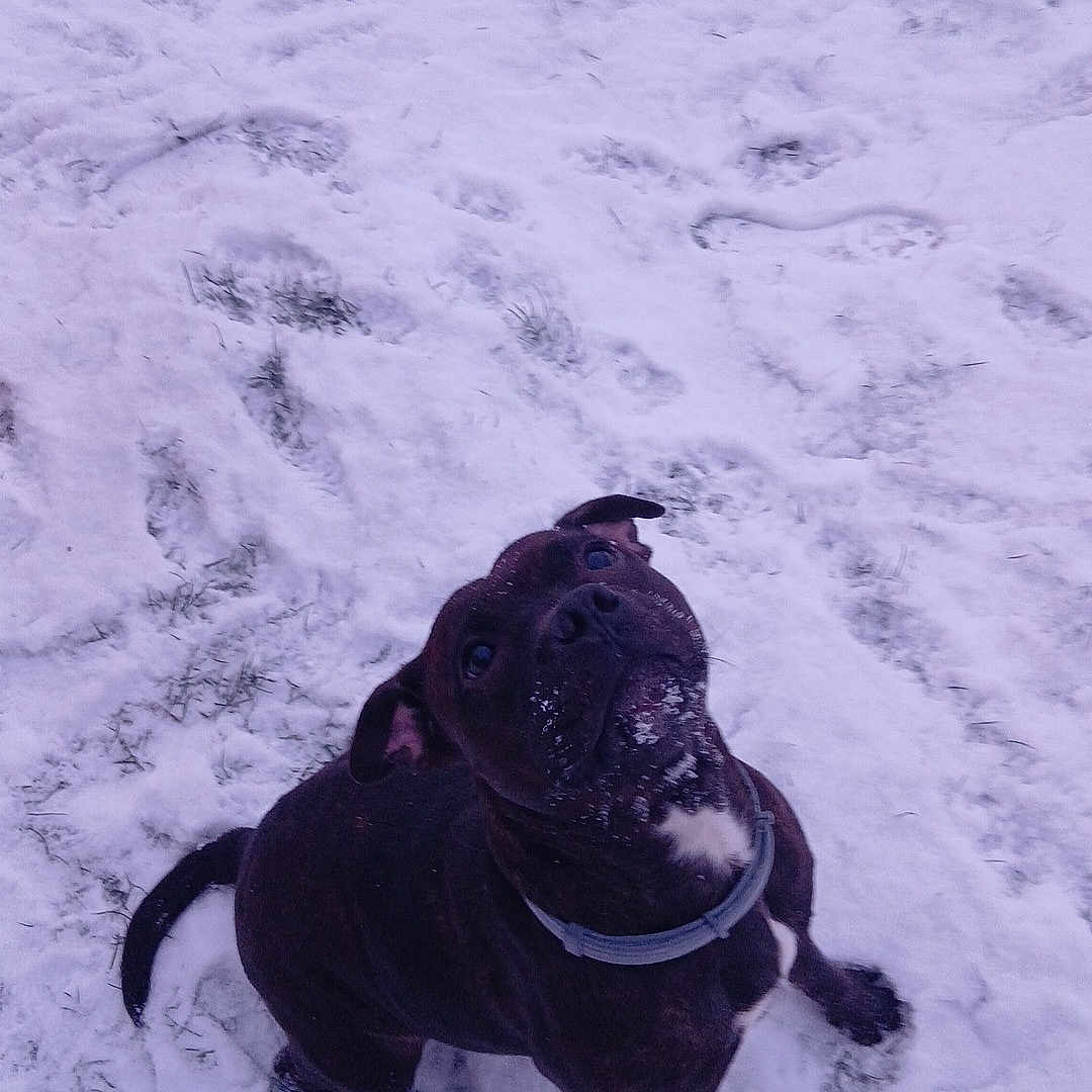 Tïaga a rejoint le concours — aidez-le/la à gagner de superbes lots ! animal, black_dog, canine, cold, collar, cute, dog, friendly, fur, grass, looking_up, mammal, nature, outdoor, paw_prints, pet, playful, snow, snowy_ground, winter