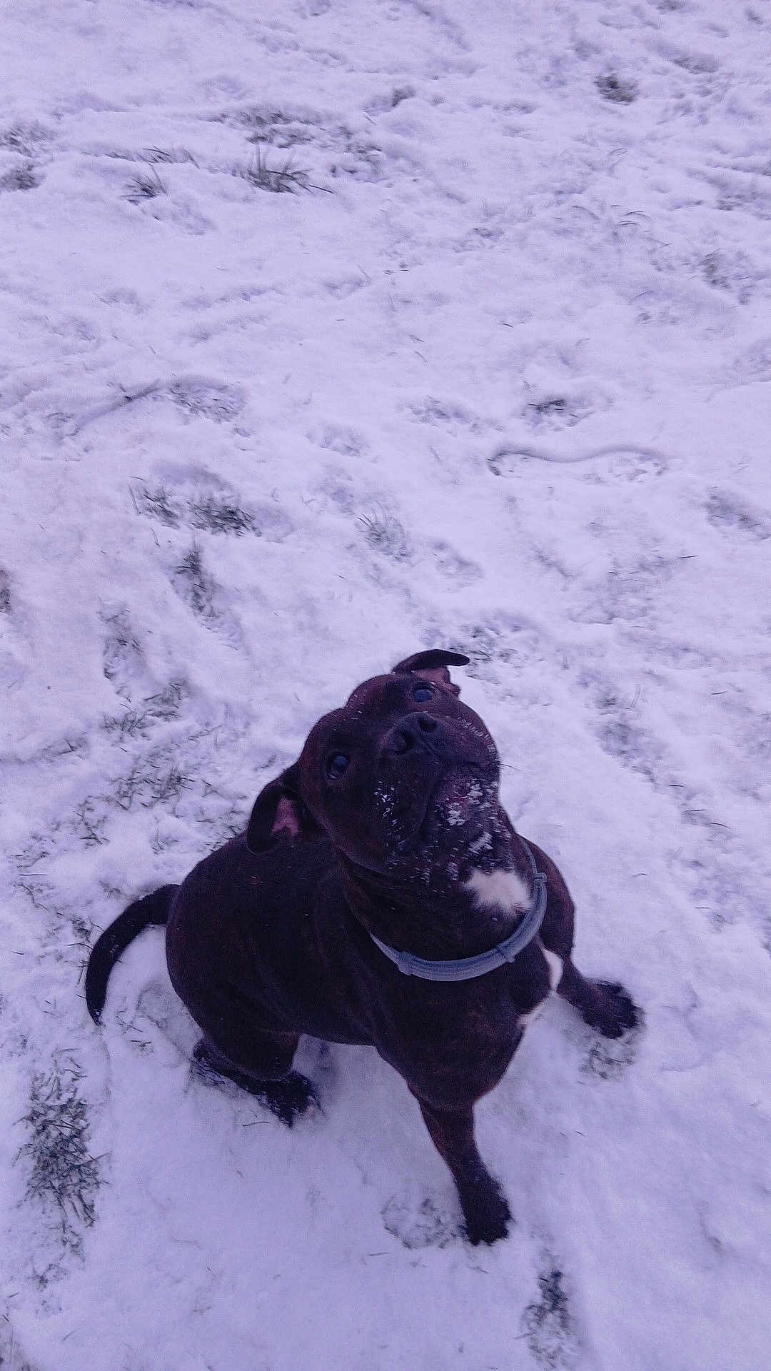 Tïaga a rejoint le concours — aidez-le/la à gagner de superbes lots ! dog, snow, outdoor, animal, pet, winter, playful, grass, collar, canine, black_dog, snowy_ground, looking_up, fur, mammal, nature, cold, cute, friendly, paw_prints