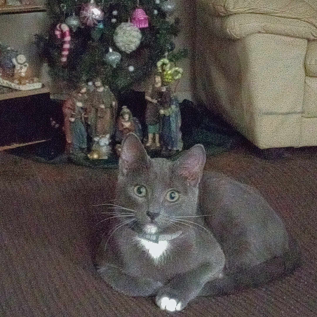Gizmo is registered to the contest to win money with this photo: carpet, cat, christmas_tree, cozy, curious, decorations, ears, feline, gray_cat, holiday, home, indoor, living_room, ornaments, pet, resting, sofa, whiskers, white_chest, white_paws