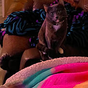 Gizmo joined the competition — help win amazing prizes! animal, armchair, blanket, cat, colorful, cozy, dim_lighting, ears, furniture, gray_cat, home, indoors, living_room, long_tail, pet, portrait, rainbow_blanket, sitting, whiskers, wooden_chest