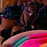 animal, armchair, blanket, cat, colorful, cozy, dim_lighting, ears, furniture, gray_cat, home, indoors, living_room, long_tail, pet, portrait, rainbow_blanket, sitting, whiskers, wooden_chest