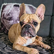 Mely participe au concours pour gagner de l'argent avec cette photo : dog, french_bulldog, pet, animal, canine, lying_down, ears, couch, blanket, pillow, indoor, fur, face, paw, resting, looking_away, closeup, domestic_animal, cute, relaxed
