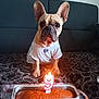 Mely participe au concours pour gagner de l'argent avec cette photo : french_bulldog, dog, pet, cake, birthday_candle, number_9, sofa, white_shirt, indoor, celebration, animal, cute, brown_dog, lit_candle, tray, patterned_couch, homemade_cake, pet_birthday, sitting, looking