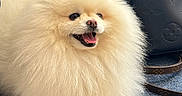 Dak a rejoint le concours — aidez-le/la à gagner de superbes lots ! black_bag, closeup, couch, cream_color, cute, designer_bag, dog, fluffy, fur, handbag, happy, indoor, leather, pet, pomeranian, sitting, small_dog, smiling, texture, tongue_out