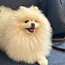 black_bag, closeup, couch, cream_color, cute, designer_bag, dog, fluffy, fur, handbag, happy, indoor, leather, pet, pomeranian, sitting, small_dog, smiling, texture, tongue_out
