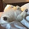 Dak participe au concours pour gagner de l'argent avec cette photo : animal, bed, blanket, comfort, cozy, cute, dog_or_cat, domestic_animal, fluffy, fur, indoor, paw_pads, paws, pet, relaxed, resting, sleeping, soft, sunlight, white