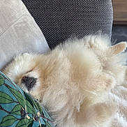 Dak a rejoint le concours — aidez-le/la à gagner de superbes lots ! animal, blanket, closeup, comfort, couch, cozy, cute, dog, domestic, fluffy, fur, home, indoor, nap, pet, pillow, relaxation, resting, sleeping, white