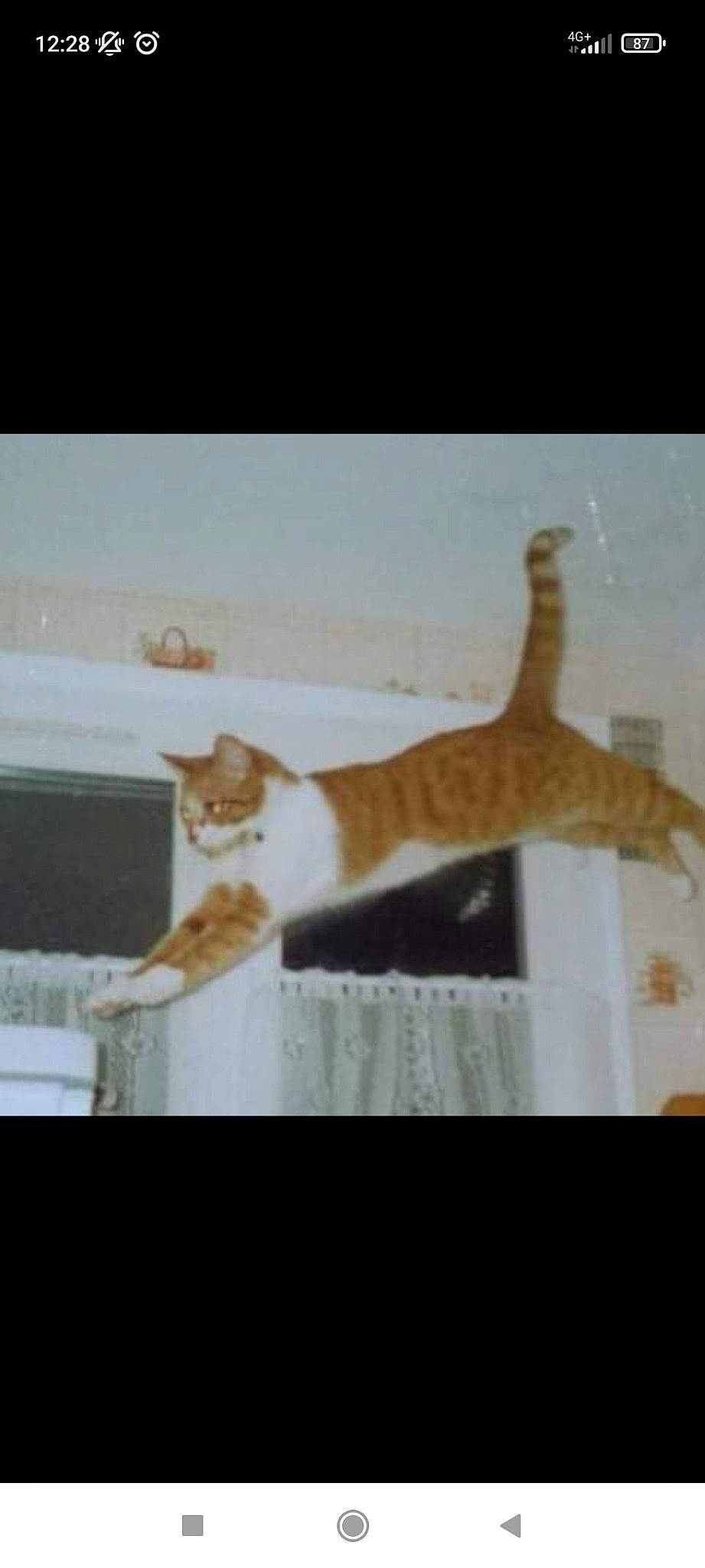 Tina participe au concours pour gagner de l'argent avec cette photo : brown, carnivore, cat, domestic_short_haired_cat, fawn, felidae, fur, hardwood, paw, rectangle, room, small_to_medium_sized_cats, tail, terrestrial_animal, tints_and_shades, whiskers, wildlife, window, wood