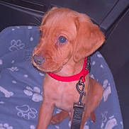 Leo is registered to the contest to win money with this photo: animal, attention, blanket, bone_pattern, brown, canine, closeup, collar, companion, cute, dog, domestic, fur, indoor, leash, paw_prints, pet, puppy, sitting, young