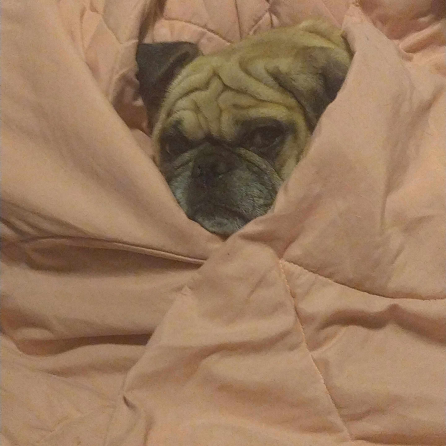 Max is registered to the contest to win money with this photo: animal, blanket, closeup, comfort, cozy, cute, dog, ears, face, fur, indoor, pet, pug, quilt, resting, sleepy, snout, warm, wrapped, wrinkles