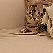 Koka participe au concours pour gagner de l'argent avec cette photo : animal, beige, cat, couch, cozy, curious, ears, feline, fur, home, indoor, looking, paws, pet, relaxed, resting, soft_fabric, striped, tabby_cat, whiskers
