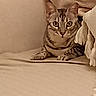 animal, beige, cat, couch, cozy, curious, ears, feline, fur, home, indoor, looking, paws, pet, relaxed, resting, soft_fabric, striped, tabby_cat, whiskers