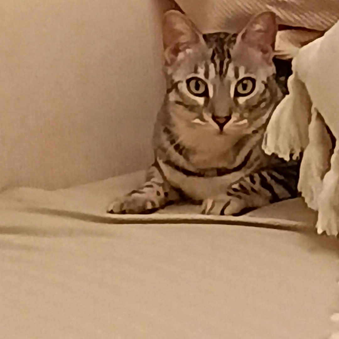 Koka