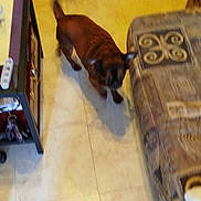 Némo a rejoint le concours — aidez-le/la à gagner de superbes lots ! dog, indoor, floor, tile, furniture, couch, desk, brown_dog, pet, animal, tail, standing, room, home, carpet, chair, sitting_area, blur, walking, domestic