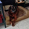 dog, dog_bed, decorative_statue, indoor, floor_tile, television, person_on_tv, chair, sign, bone, brown_dog, small_dog, worn_bed, furniture, living_room, pet, animal, statue, resting, cozy