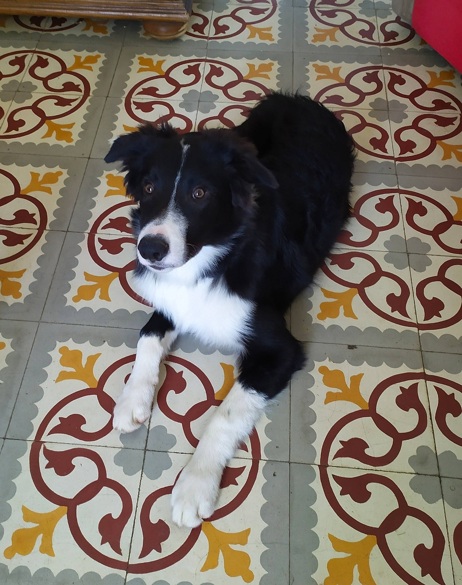 Potter participe au concours pour gagner de l'argent avec cette photo : art, border_collie, canidae, carnivore, companion_dog, dog, dog_breed, dog_supply, door, flooring, font, fur, herding_dog, pattern, sporting_group, toy_dog, visual_arts, working_animal, working_dog