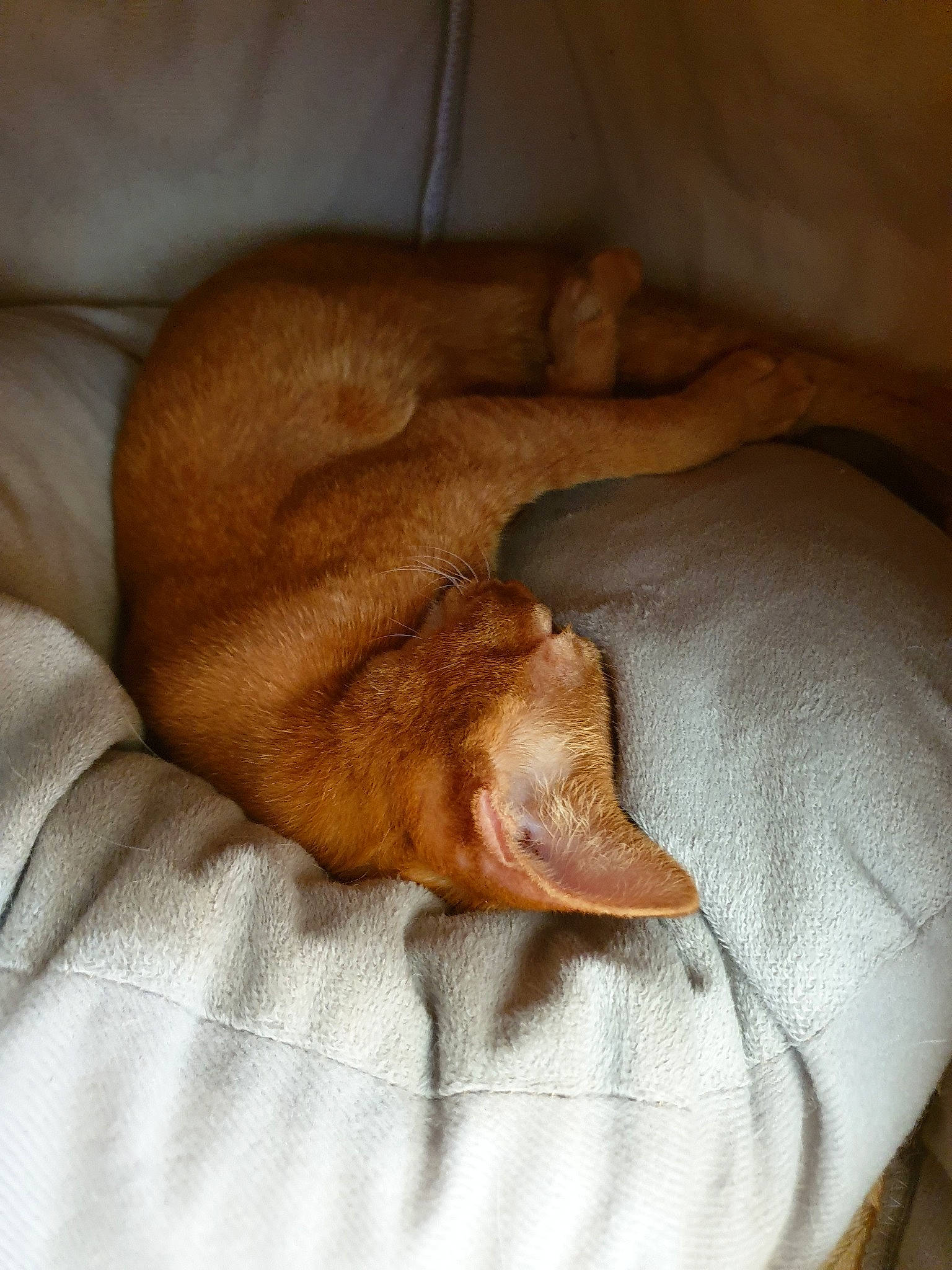 Ace participe au concours pour gagner de l'argent avec cette photo : canidae, carnivore, cat, dog_breed, fawn, felidae, nap, sleep, small_to_medium_sized_cats, sporting_group, tail, vizsla
