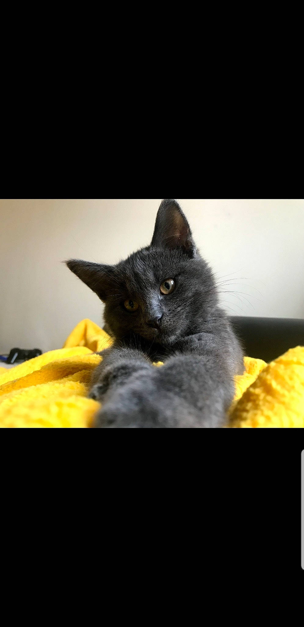 Opium a rejoint le concours — aidez-le/la à gagner de superbes lots ! asian, black_cat, bombay, british_shorthair, carnivore, cat, chartreux, domestic_short_haired_cat, european_shorthair, felidae, german_rex, kitten, korat, mammal, nebelung, russian_blue, small_to_medium_sized_cats, snout, vertebrate, whiskers