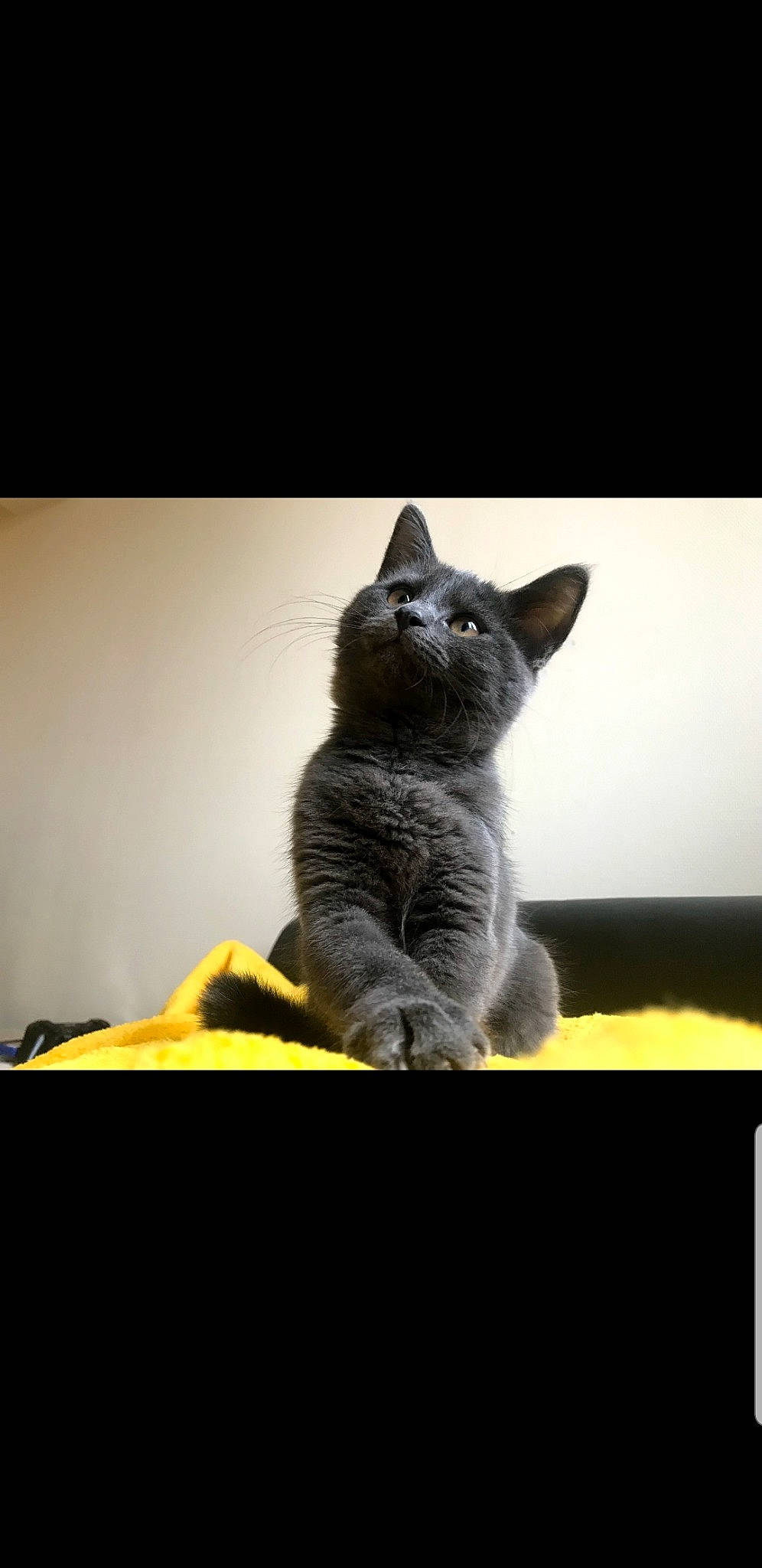 Opium a rejoint le concours — aidez-le/la à gagner de superbes lots ! asian, british_shorthair, carnivore, cat, chartreux, domestic_short_haired_cat, european_shorthair, felidae, kitten, korat, mammal, nebelung, photo_caption, polydactyl_cat, russian_blue, small_to_medium_sized_cats, snout, vertebrate, whiskers