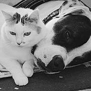 Bandit participe au concours pour gagner de l'argent avec cette photo : cat, dog, black_and_white, pets, animal, resting, blanket, close_up, companion, fur, friendship, cute, domestic_animal, indoor, relaxing, laying_down, snuggle, calm, portrait, pair
