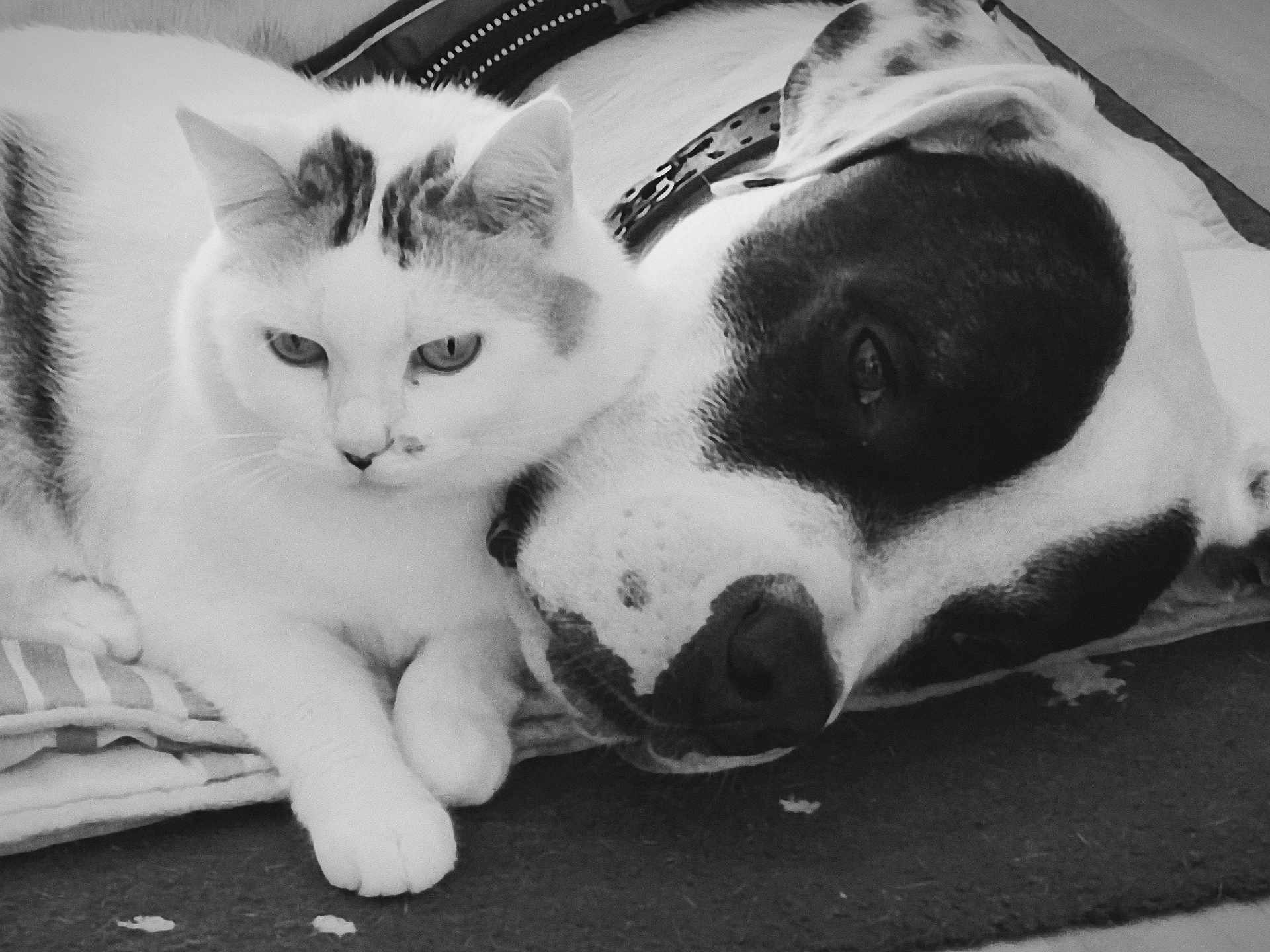 Bandit participe au concours pour gagner de l'argent avec cette photo : cat, dog, black_and_white, pets, animal, resting, blanket, close_up, companion, fur, friendship, cute, domestic_animal, indoor, relaxing, laying_down, snuggle, calm, portrait, pair