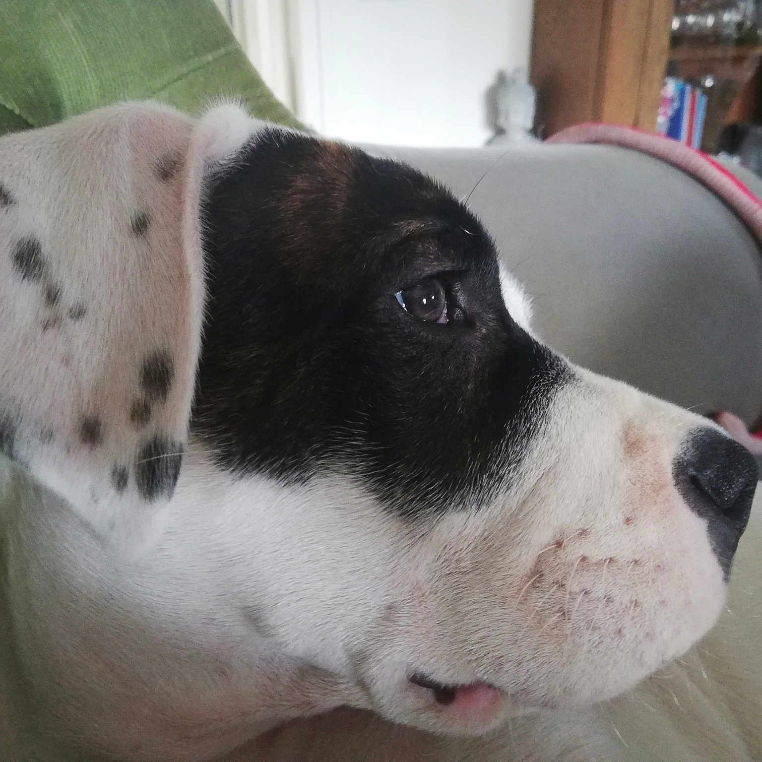 Bandito