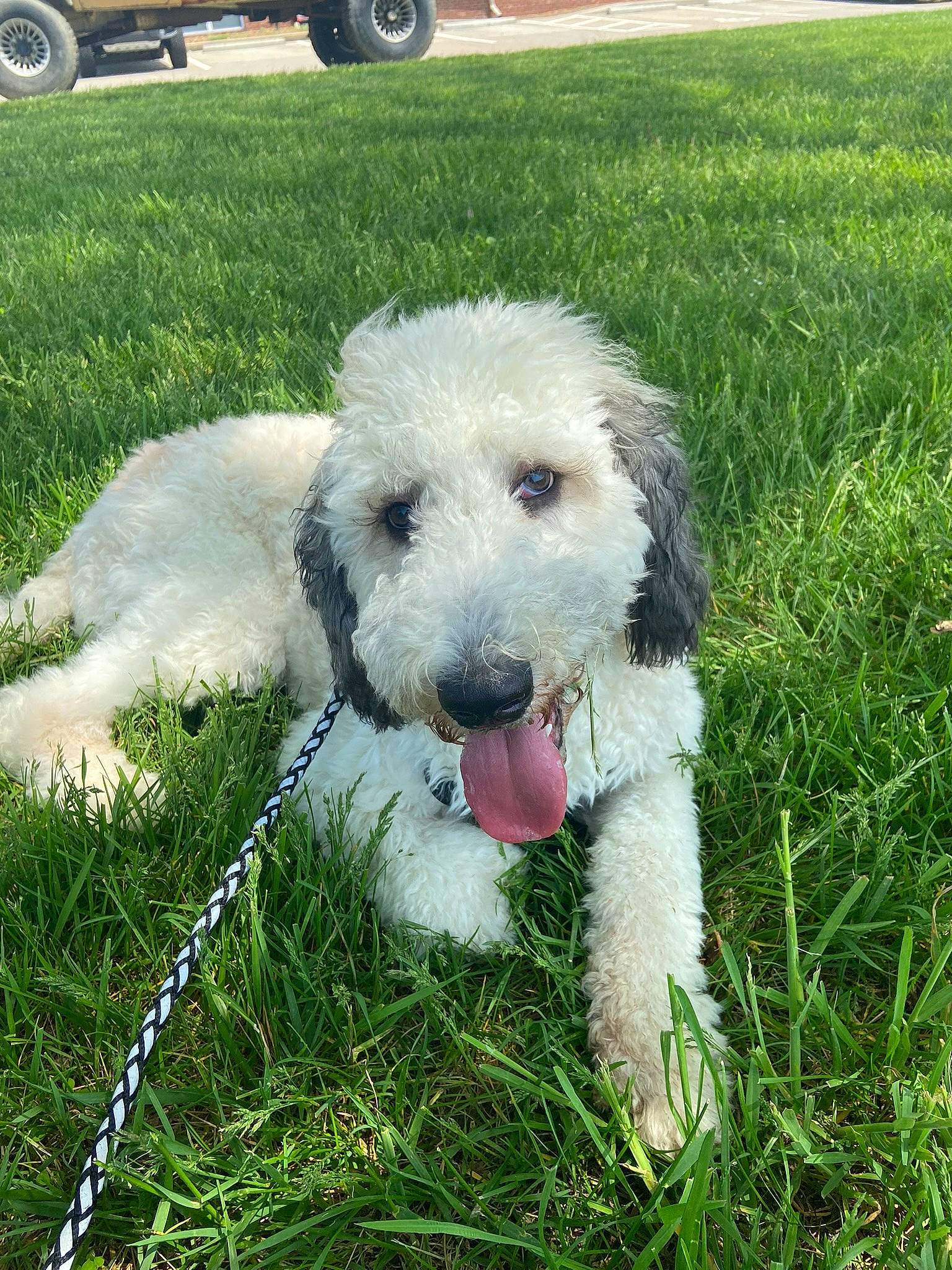 Gizmo is registered to the contest to win money with this photo: canidae, carnivore, collar, companion_dog, dog, dog_breed, fur, grass, grass_family, grassland, lawn, plant, snout, terrier, tire, tire_care, tread, water_dog, wheel, working_animal