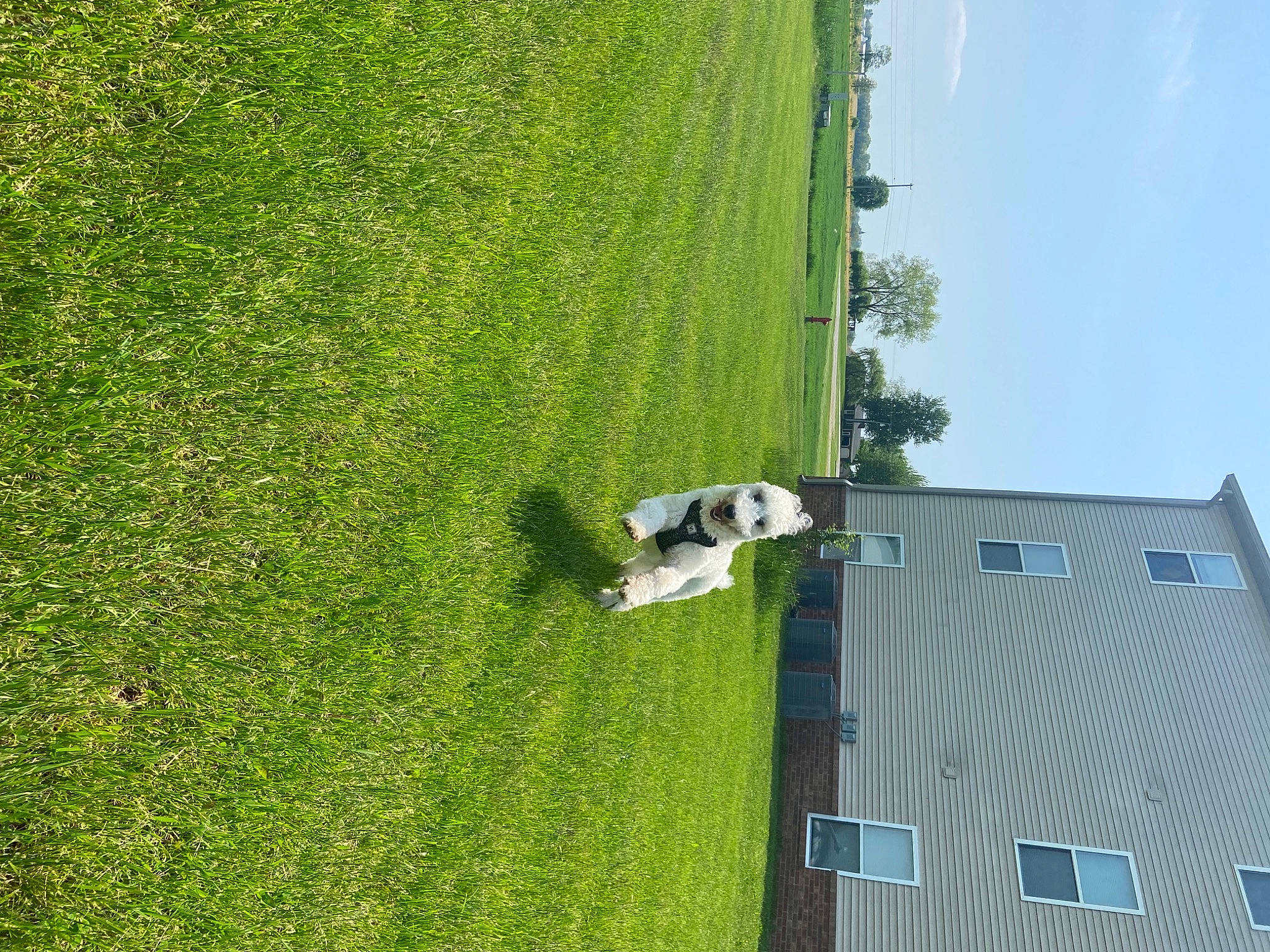 Gizmo is registered to the contest to win money with this photo: biome, building, grass, grass_family, grassland, green, groundcover, house, landscape, leisure, meadow, nature, plant, recreation, shrub, sky, slope, tree, vegetation, window