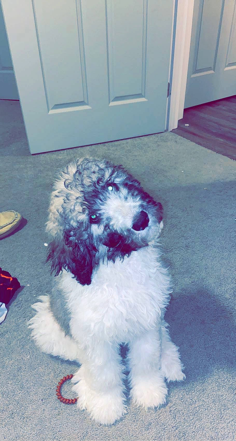 Gizmo is registered to the contest to win money with this photo: art, blue, canidae, carnivore, companion_dog, dog, dog_breed, door, electric_blue, fixture, floor, flooring, fur, small_terrier, sporting_group, tail, terrier, toy_dog, water_dog, working_animal