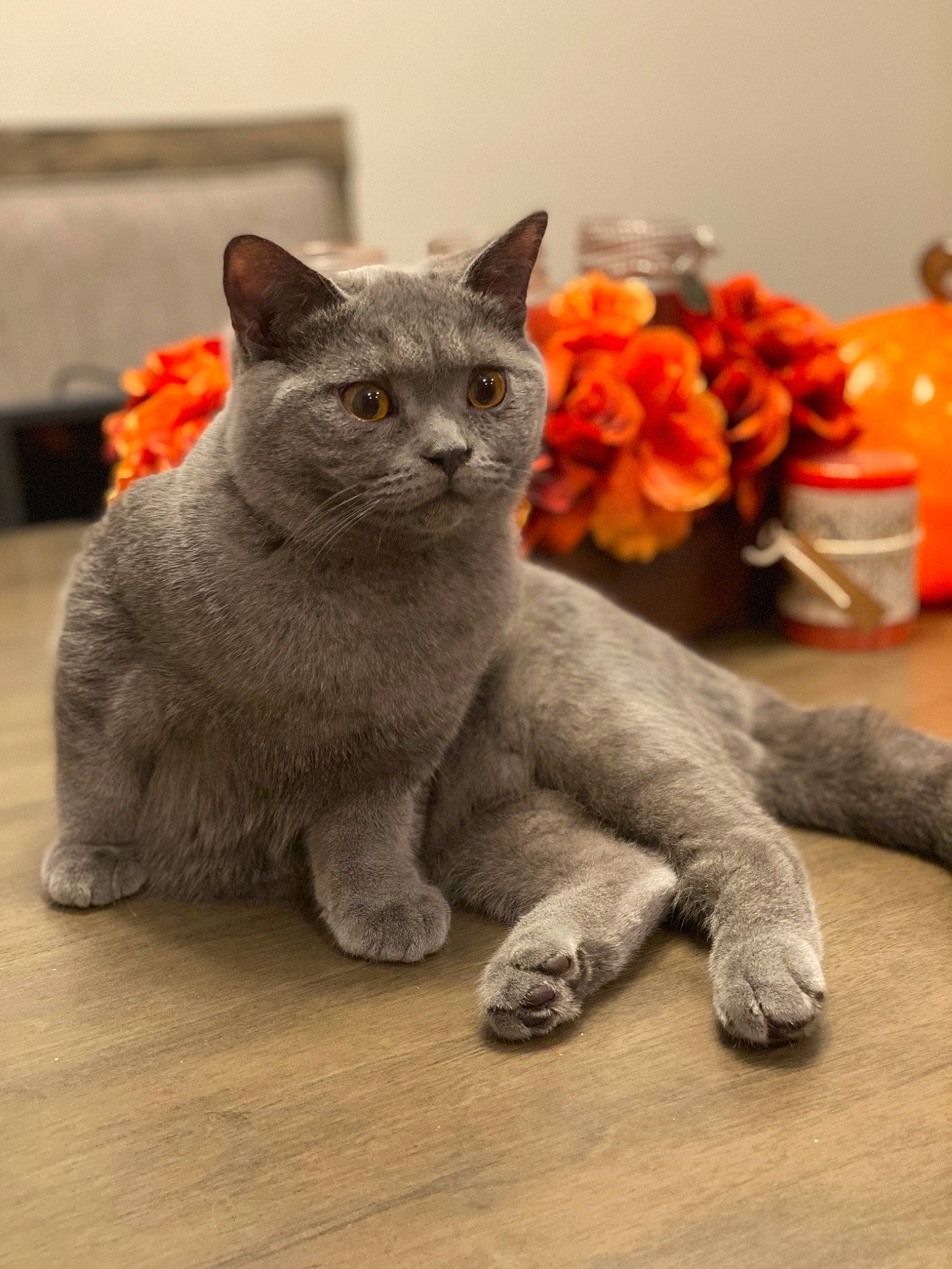 Anakin joined the competition — help win amazing prizes! art, carnivore, cat, domestic_short_haired_cat, fawn, felidae, fur, grey, houseplant, paw, plant, russian_blue, small_to_medium_sized_cats, snout, tail, terrestrial_animal, toy, whiskers, window, wood