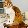 cat, orange_cat, white_fur, fluffy, sitting, wooden_stool, indoor, cozy, blanket, furniture, curious, pet, animal, domestic_cat, cute, feline, portrait, soft_light, home, relaxed