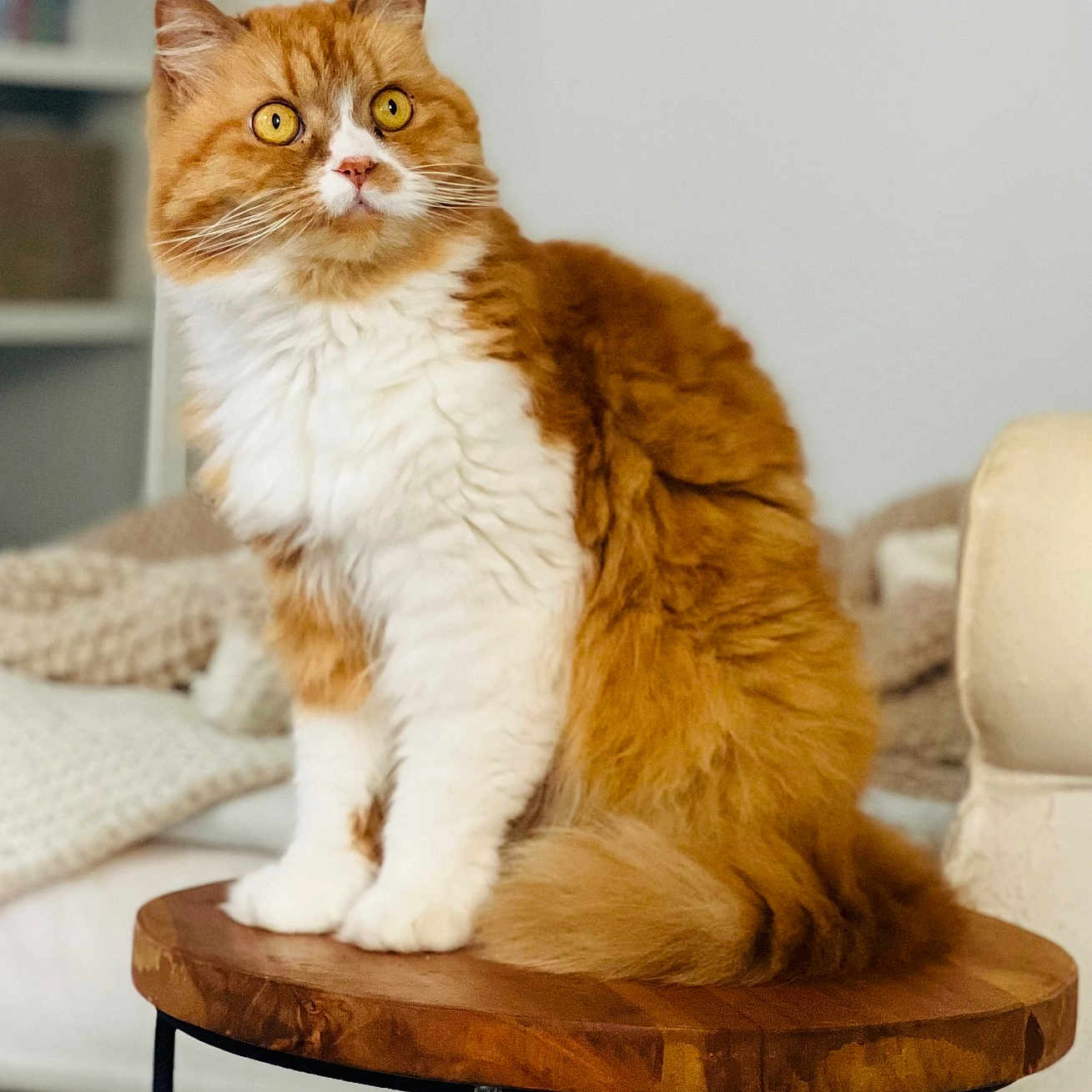 Mimie a rejoint le concours — aidez-le/la à gagner de superbes lots ! animal, blanket, cat, cozy, curious, cute, domestic_cat, feline, fluffy, furniture, home, indoor, orange_cat, pet, portrait, relaxed, sitting, soft_light, white_fur, wooden_stool
