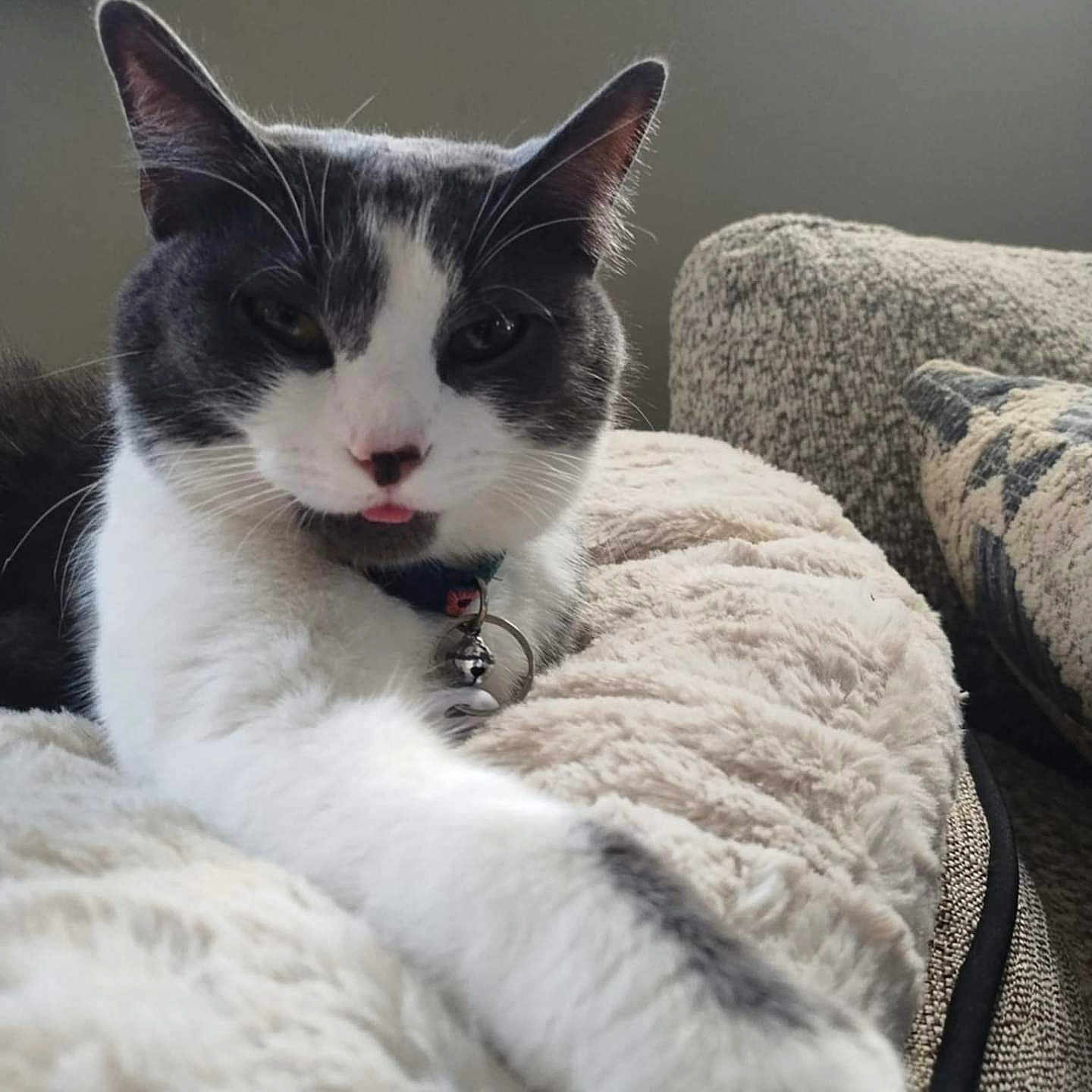 Angel is registered to the contest to win money with this photo: animal, bell, cat, close_up, collar, comfort, couch, cozy, cute, fluffy_blanket, furniture, gray_and_white, home, indoor, paw, pet, relaxed, soft_lighting, stretching, tongue_out