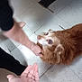 Puppy is registered to the contest to win money with this photo: animal, blurry, brown_dog, candid, curious, dog, domestic_animal, floor, fur, hand, indoor, interaction, legs, light_shadow, looking_up, mammal, paws, person, pet, tile_floor