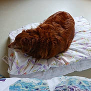 Puppy joined the competition — help win amazing prizes! dog, brown_dog, curled_up, pillow, floral_pattern, indoor, pet, resting, cozy, fur, sleeping, animal, bedroom, blanket, comfort, relaxation, side_profile, quiet, domestic, companion