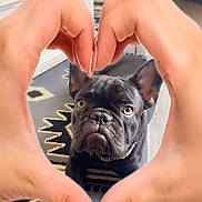 Barney joined the competition — help win amazing prizes! dog, french_bulldog, black_dog, pet, indoor, hands, heart_shape, curious, floor, rug, patterned_rug, close_up, portrait, animal, canine, cute, looking, ears, face, paw