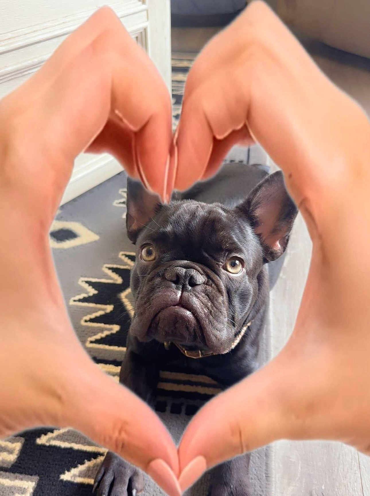 Barney joined the competition — help win amazing prizes! dog, french_bulldog, black_dog, pet, indoor, hands, heart_shape, curious, floor, rug, patterned_rug, close_up, portrait, animal, canine, cute, looking, ears, face, paw