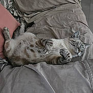 Pacha a rejoint le concours — aidez-le/la à gagner de superbes lots ! cat, sleeping, relaxed, lying_down, belly_up, bed, bedding, blanket, pillow, bedroom, indoor, home, cozy, gray, tabby, whiskers, paws, fur, pet, nap
