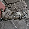 cat, sleeping, relaxed, lying_down, belly_up, bed, bedding, blanket, pillow, bedroom, indoor, home, cozy, gray, tabby, whiskers, paws, fur, pet, nap