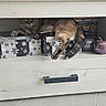 Pacha a rejoint le concours — aidez-le/la à gagner de superbes lots ! cat, cats, feline, pet, animal, sleeping, lounging, shelf, dresser, drawer, gift_box, snowflake, home, indoor, furniture, books, ceramic_bowl, pink_container, tile_floor, portrait
