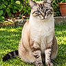 cat, animal, pet, sitting, outdoor, garden, lawn, grass, flowers, hydrangea, daisies, greenery, terracotta_pot, blue_eyes, fur, whiskers, striped, portrait, sunlight, nature