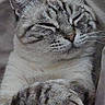 Pacha participe au concours pour gagner de l'argent avec cette photo : cat, tabby_cat, feline, sleeping, relaxed, crossed_paws, whiskers, closed_eyes, gray_fur, striped_fur, close_up, portrait, cozy, indoor, bedding, resting, cute, peaceful, animal, pet