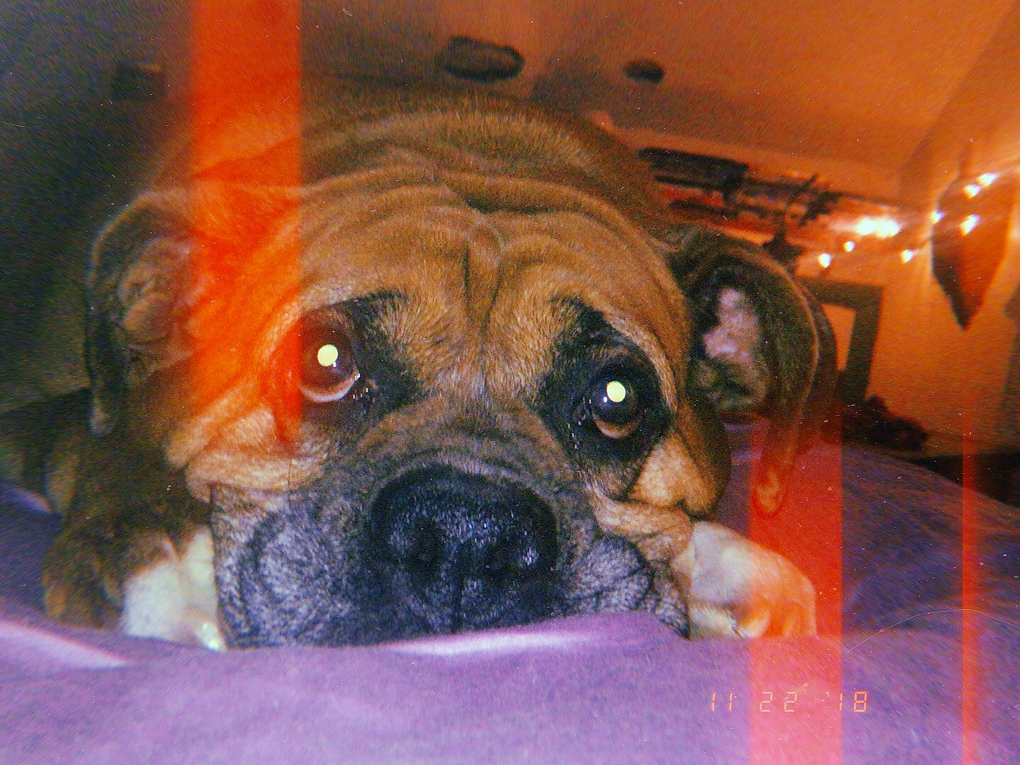 Honey is registered to the contest to win money with this photo: boxer, canidae, carnivore, companion_dog, dog, dog_breed, fawn, fur, guard_dog, molosser, paw, puppy, snout, sporting_group, terrestrial_animal, toy_dog, whiskers, working_animal, working_dog, wrinkle