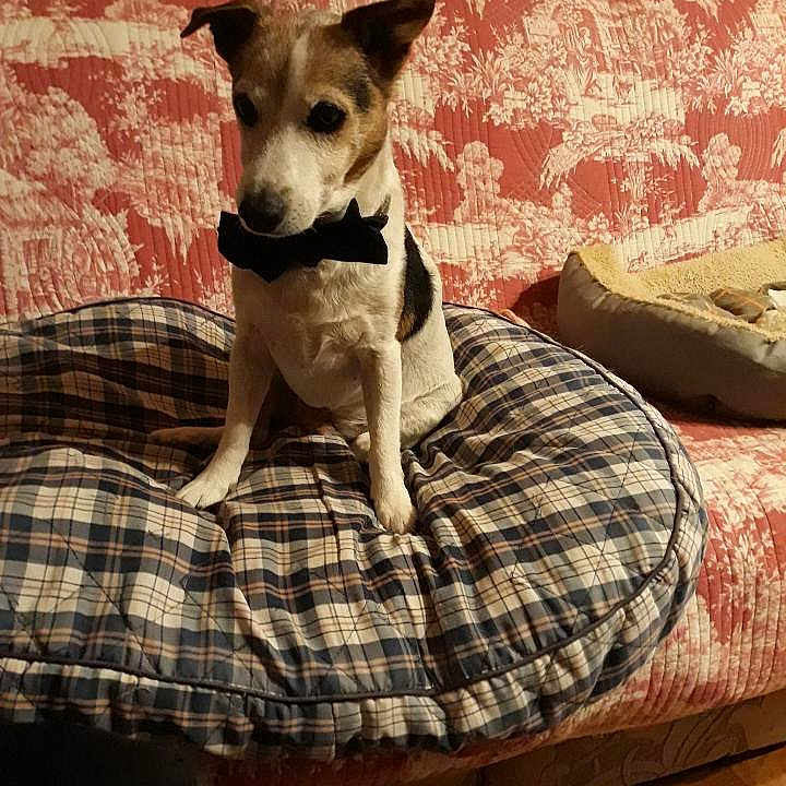 Guignol a rejoint le concours — aidez-le/la à gagner de superbes lots ! animal, beanbag, blanket, canine, couch, cushion, dog, dogbed, furniture, homedecor, pet, pillow